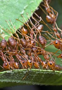 About Weaver Ants