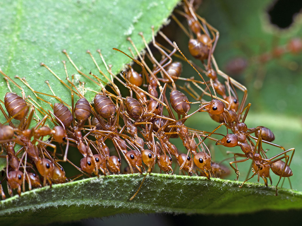 About Weaver Ants