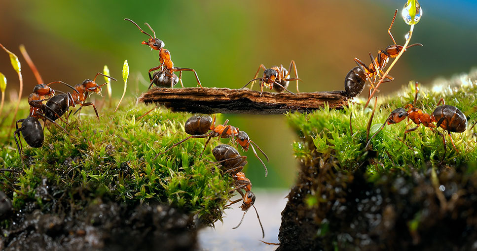 Harvesting Weaver Ants