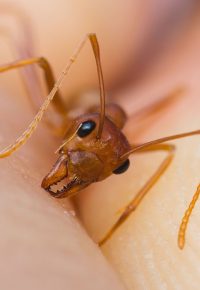 Weaver Ants and Humans