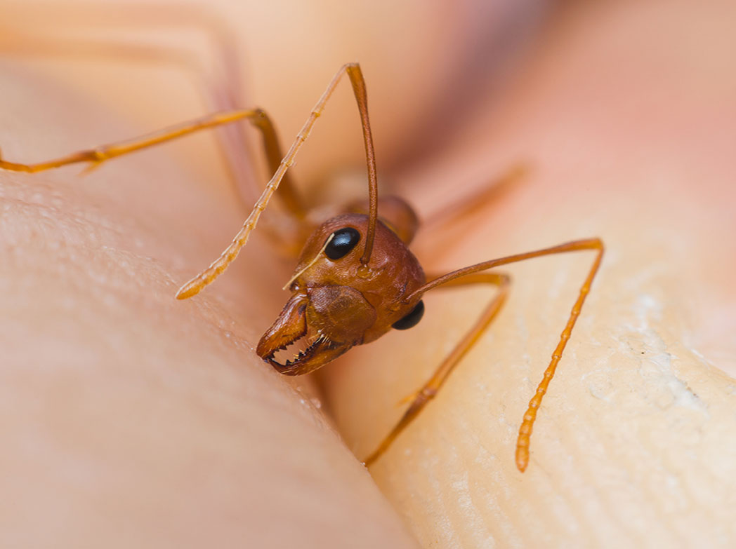 Weaver Ants and Humans