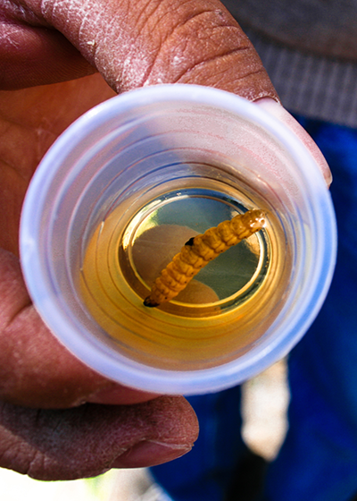 Red Maguey Worm