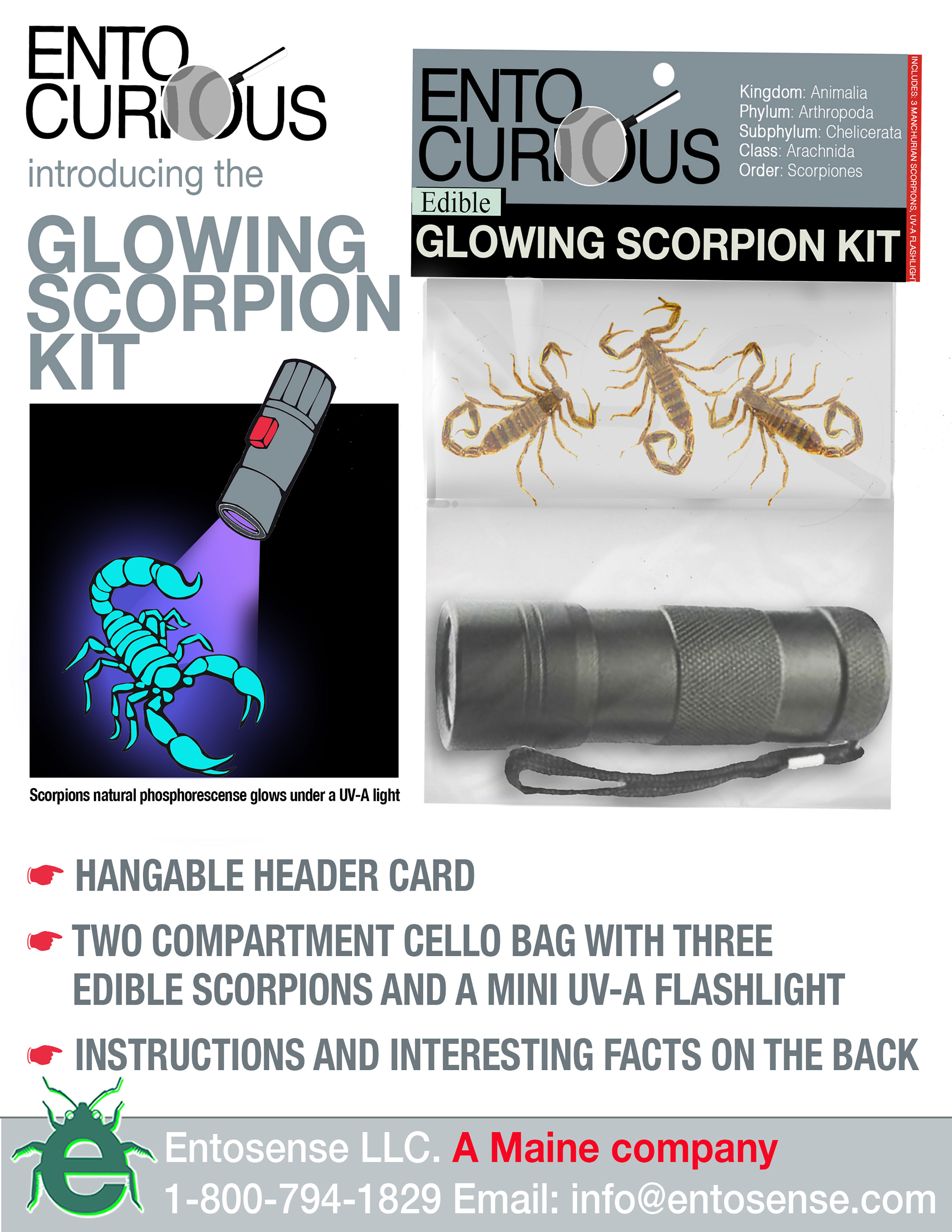 Glowing Scorpions for Museums