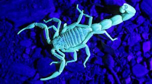 Glowing Scorpion