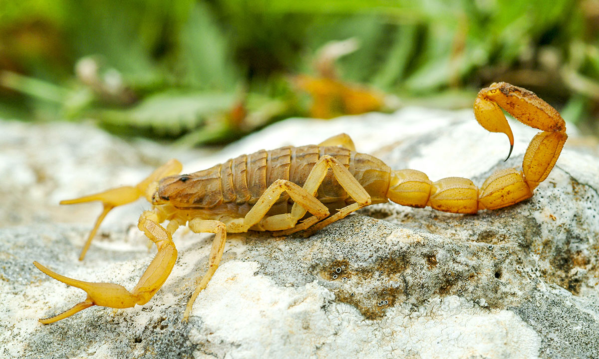 Manchurian Scorpion