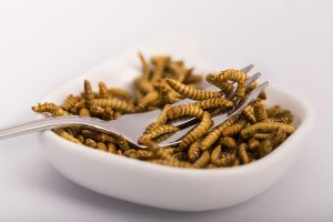 Eating Mealworms