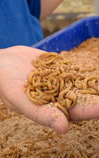 Raising Mealworms