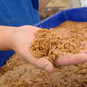 Raising Mealworms