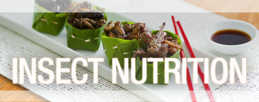 Insect Nutrition Header